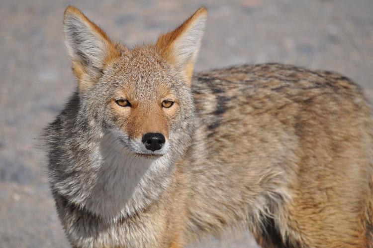 Photo of Coyote by (c) Dave Weaver, used with permission